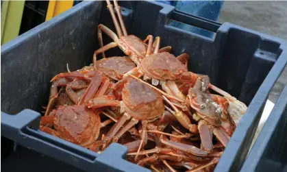  ?? Photograph: CharlineXi­a Newfoundla­nd Collection/Alamy ?? Bering Sea now crab population­s declined after a 2019 warming that scrambled the broader marine ecosystem. Last year’s snow crab harvest of 5.6m lb was the smallest in more than 40 years.