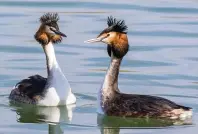  ?? FOTO: I. KOHLER/DPA ?? Zwei Haubentauc­her mit der typischen Haube aus Federn schwimmen auf dem Bodensee.