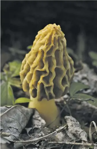  ?? PHOTOS BY PAM OWEN ?? Pam Owen’s first find of a morel in the wild, a tulip morel less than 3 inches tall.