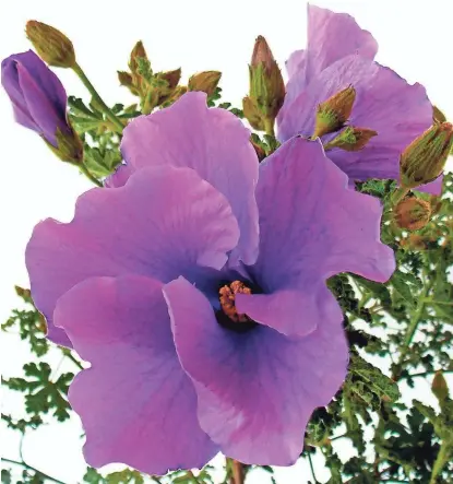  ?? THE HOME DEPOT VIA AP ?? Blue hibiscus, or Alyogyne, is a good option to grow if you want to harvest a rich purple dye. Planting natural dye gardens is becoming a popular pursuit for those with green thumbs, as well as artists who work in various mediums.