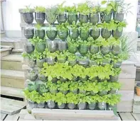  ?? Picture: BALCONYGAR­DENWEB.COM ?? Growing herbs in plastic bottles.