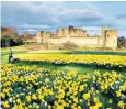  ??  ?? A host of golden daffodils at Alnwick Castle