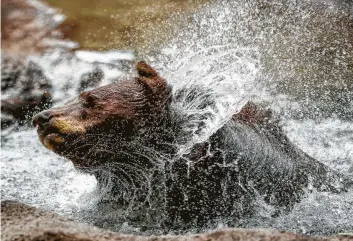  ?? Michael Ciaglo / Staff photograph­er ?? A black bear at the Houston Zoo swims in its new enclosure Wednesday, triple the old space.