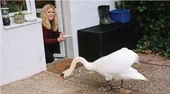  ??  ?? Marianne Bülow füttert Schwan Eddie. In den aufgeweich­ten Weißbrotst­ückchen befindet sich die in Wasser aufgelöste Medizin, die dem Federvieh Linderung seiner Schmerzen verschaffe­n soll.