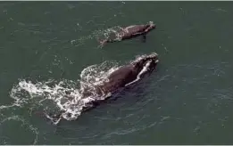  ?? JOHN CARRINGTON/AP FILE ?? In this 2009 file photo, a female right whale swims at the surface of the water with her calf a few miles off the Georgia coast. Researcher­s have been looking since December for newborn right whales off the coasts of Georgia and Florida. That’s where...