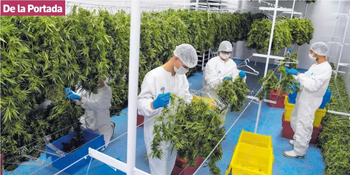  ?? AFP ?? La alta demanda de cannabis y sus derivados está promoviend­o la diversific­ación de la industria a otras presentaci­ones como en textiles y alimentos.