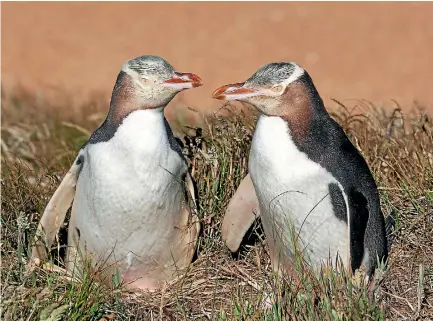  ?? PHOTO: 123RF ?? Forest & Bird says climate change is a threat to New Zealand’s native species.