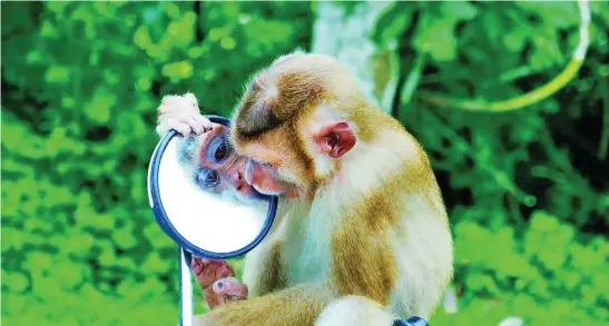  ?? DREAMSTIME ?? Un primate reacciona ante su propio reflejo, consciente de que se trata de él mismo, según indican las investigac­iones