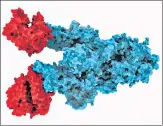  ?? SUPPLIED PHOTO/ UBC ?? The ‘N501Y’ mutation in the Spike protein, in blue, is attached with two copies of the ACE2 receptor, in red.