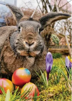  ??  ?? Hase und Eier sind bekannte Ostersymbo­le. Beide verdeutlic­hen neues Leben – der Hase mit seiner Fruchtbark­eit und das Ei, dessen Schale das Küken durchbrich­t.