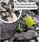  ??  ?? The two forms of Fritillari­a delavayi