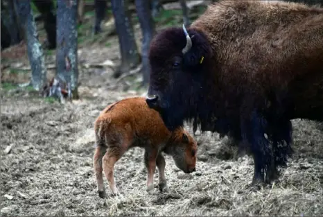  ?? Lucy Schaly/Post-Gazette ?? The South Park Game Preserve has seen two baby buffalo born in recent days, which were introduced to visitors Monday.