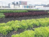  ??  ?? The rooftop garden atop the IGA in Ville St-Laurent, a Montreal borough, includes flowers, honey and produce, sold in the store. The lettuce, which grows in rows on the roof, is picked and then transporte­d by elevator to be sold in the produce department.