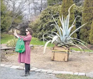  ?? CP PHOTO ?? A park visitor takes a photo of an agave americana, a plant native to Mexico and the southweste­rn United States, at the Public Gardens in Halifax on Thursday. The plant, recently moved from a greenhouse, is blooming for the first time since it sprouted...