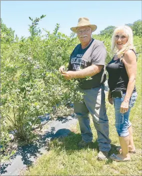  ?? Westside Eagle Observer/SUSAN HOLLAND ?? Joe and Eileen Tyler show some of the ripening berries on one of the many blueberry bushes at Rock-A-Berry Farm. Their farm, located at 10407 Orchard Road in Decatur, is open for customers who want to buy berries or just pick their own.