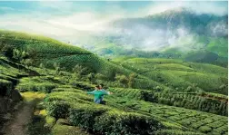  ??  ?? Munnar’s tea gardens are popular among tourists.
