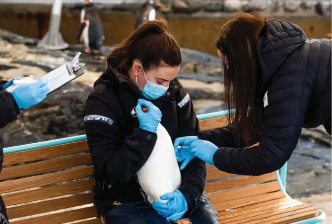  ??  ?? Natalie Stenfeldt hjelper pingvinen Erna med å holde roen, mens Hanne Marie Thomsen setter vaksinen.