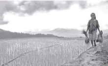  ?? ?? A farmer is seen at a ricefield in the Cordillera. According to a survey, 88 percent of Filipinos said climate change is dangerous to their physical health, while 12 percent said that it was not dangerous to their physical health.