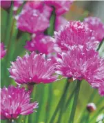  ?? Colleen Smith, Special to The Denver Post ?? Chive flowers can be used as an edible garnish for any dish. Make sure any flower you use has been grown without hazardous herbicides or pesticides.