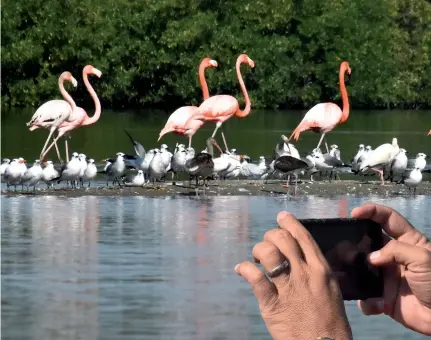  ??  ?? La Laguna Guanaroca es el lugar perfecto para admirar a los flamencos rosados, que tienen establecid­o allí una llamativa colonia.