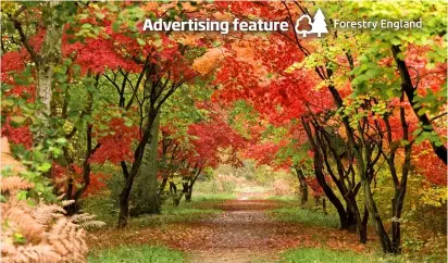  ?? ?? Above: Japanese maples displaying stunning autumn colour at Alice Holt Forest, Hampshire.