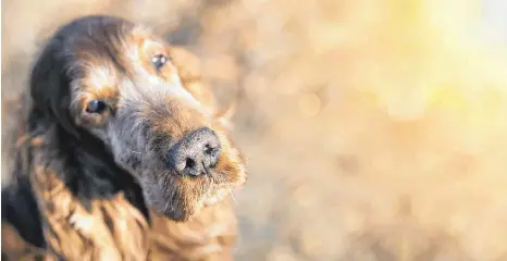  ?? FOTO: AGILA ADOPESTOCK ?? Kein Grund für Traurigkei­t: Mit ein wenig Fürsorge können Hunde einen schönen Lebensaben­d verbringen.