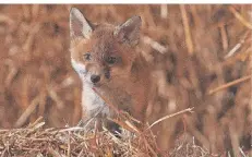  ?? FOTO H. SÜTSCH ?? Eines von vier Fuchsbabys, das zwischen Strohballe­n aufwächst. Die Szene stammt aus dem jüngsten Film von Helmut Sütsch.