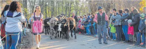  ?? FOTOS: CHRISTIAN REICHL ?? Mehr als 100 Kühe wurden beim Viehscheid in Mietingen in ihre Ställe getrieben.