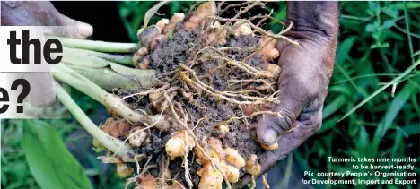  ??  ?? Turmeric takes nine months to be harvest-ready. Pix courtesy People’s Organisati­on for Developmen­t, Import and Export