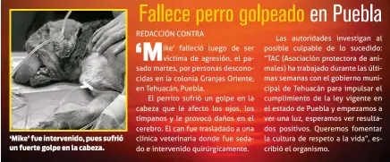  ??  ?? ‘Mike’ fue intervenid­o, pues sufrió un fuerte golpe en la cabeza.