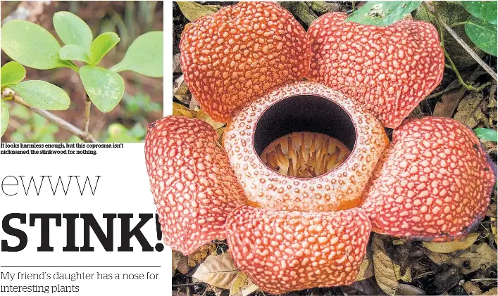 Ewww Stink Pressreader