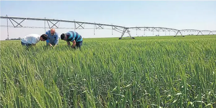  ?? (LA VOZ/ARCHIVO) ?? Cereales. El trigo es el cultivo que mejor responde al riego complement­ario: según datos del Inta Manfredi, puede duplicar sus rindes en relación con uno producido en secano.