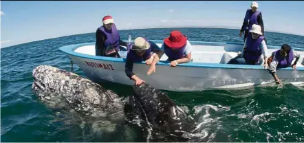  ??  ?? A California grey whale approached a group of ecotourist­s off the coast of Baja California, Mexico. — SPENCER WEINER/Los Angeles Times.