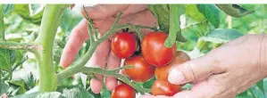  ?? FOTO: DPA ?? Zum Angebot gehört Saatgut unter anderem für Tomaten, aber auch für Erbsen, Bohnen, Salat und Gartenmeld­e.