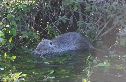  ??  ?? One of Luke’s photograph­s of the coypu in the River Lee.