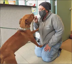  ?? Brian A. Pounds / Hearst Connecticu­t Media ?? Sara DeAngelo has a treat for Bruno, a friendly pit bull mix available for adoption at the Shelton Animal Shelter on April 20.