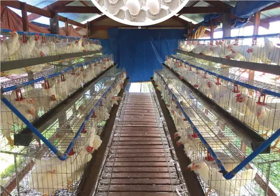  ??  ?? A photo of the layers inside a poultry house. (Inset) Lendl’s Fresh Farm Eggs produces fresh eggs for the province of Sulu.