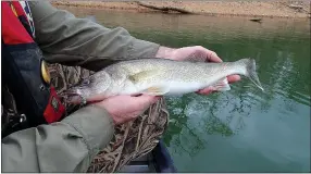  ?? NWA Democrat-Gazette/FLIP PUTTHOFF ?? Walleye were a bonus to catch April 22, 2016 while crappie fishing at Beaver Lake. Walleye and crappie were eager to bite silver Slab Buster jigs along gravel banks.