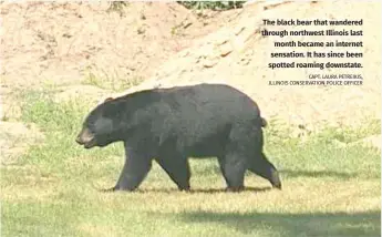  ?? CAPT. LAURA PETREIKIS, ILLINOIS CONSERVATI­ON POLICE OFFICER ?? The black bear that wandered through northwest Illinois last month became an internet sensation. It has since been spotted roaming downstate.