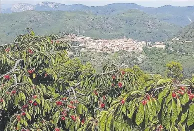  ?? JUAN MIGUEL SALVADOR ?? ▶▶
El cultivo de las cerezas se ha heredado de padres a hijos a lo largo de los años. ▷