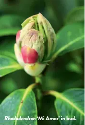  ??  ?? Rhododendr­on ‘Mi Amor’ in bud.