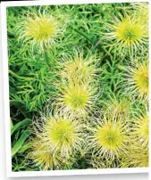  ?? ?? FEATHER CLUSTER: The vibrant seed heads of Pulsatilla vulgaris