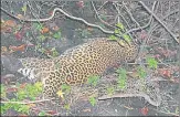  ?? HT ?? The forest department said the leopard’s carcass was found next to a river near Waloti and Gane villages.