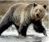  ?? PHOTO: REUTERS ?? Grizzly bears have been protected in the US’s lower 48 states since 1975.