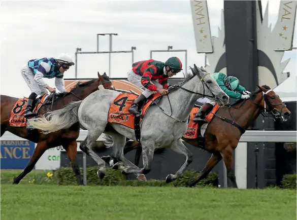  ??  ?? Willie Cazals (grey, Craig Grylls) catches Humidor (Mark Du Plessis) in the last few strides to win the Livamol Classic at Hastings yesterday.