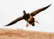  ?? Shannon Tompkins / Houston Chronicle ?? The sight that draws so many waterfowle­rs to the prairie country of North Dakota: a drake mallard, wings locked, sailing toward the decoys.