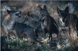  ?? Photograph: Ofelia de Pablo & Javier Zurita ?? A wolf pack in northern Spain, where shepherds are trying new strategies to coexist with the animals.