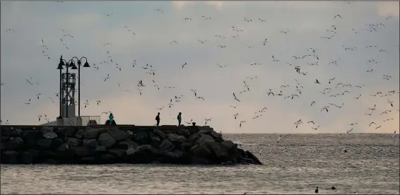  ?? (AP/Carolyn Kaster) ?? People watch northern gannets fly and dive for fish just after sunrise Sept. 15 in Perce, Quebec.