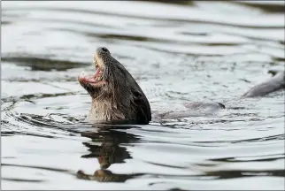  ?? BRIAN LAWLESS — PA WIRE/PA VIA AP ?? A young otter reacts in a duck pond at Herbert Park in on Dublin.