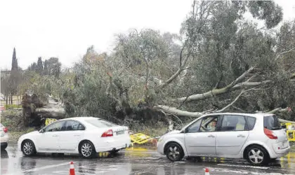  ?? A.J.GONÁLEZ ?? Daños en el arbolado Vehículos circulan junto a un árbol de gran porte derribado por la tormenta. ▷